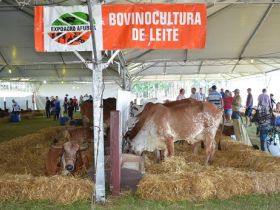 Gir Leiteiro e Indubrasil participam da ExpoAgro Afubra no RS