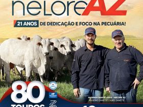 2º Leilão Virtual Nelore AZ ofertará animais avaliados pelo PMGZ