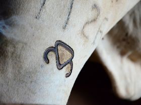 ABCZ publica nova versão do Regulamento do Serviço de Registro Genealógico das Raças Zebuínas