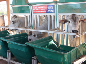 PNAT 2019: animais participantes do TDEA passam por pesagem intermediária