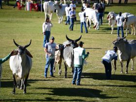 ExpoZebu 2024: jurados de raças serão definidos nesta terça-feira (2)