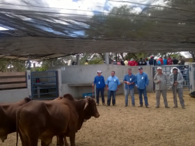 Técnicos da ABCZ fazem nova avaliação de criatório de Sindi da Embrapa Semiárido