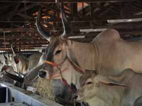 Tem início preparativos para a ExpoZebu 2015