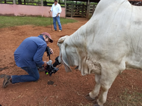 Documentaristas franceses visitam fazendas no Triângulo Mineiro para gravações sobre o Zebu