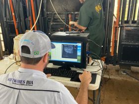 Animais participantes do programa ‘Zebu: Carne de Qualidade’ passam por ultrassonografia de carcaça