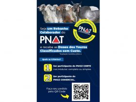 Últimas oportunidades para rebanhos colaboradores do PNAT receberem doses de sêmen dos touros classificados em 2024