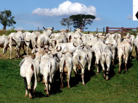 Indubrasil perde um de seus incentivadores