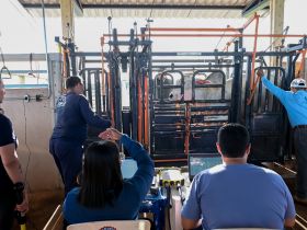 Avaliação final da PGP da raça Tabapuã impressiona criadores e técnicos