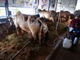 88ª ExpoZebu: Inscrições para 43º Concurso Leiteiro começaram hoje (6)