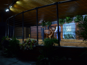 Leilões da ExpoZebu 2019 já movimentaram cerca de R$26 milhões