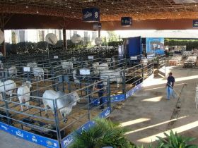 18ª ExpoGenética: Transformando Genética em Lucro