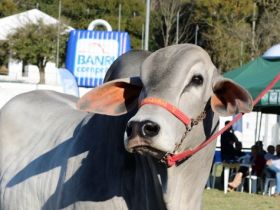 Definidos os Grandes Campeões da Expointer 2018