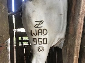 Lista dos reprodutores e matrizes candidatos ao CSG já está disponível no site da ABCZ