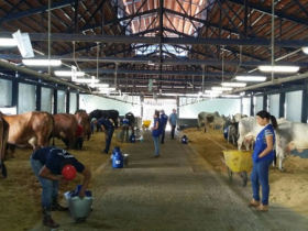 Concurso Leiteiro tem início com matrizes gir leiteiro, sindi, guzerá e guzolando