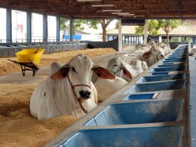 Primeiros animais começam a chegar para ExpoZebu 2022