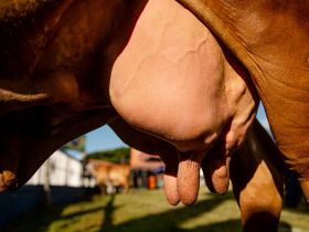 ABCZ premia campeãs do 43º Concurso Leiteiro da ExpoZebu