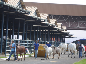 82ª ExpoZebu: Recepção de animais começa no dia 25 de abril
