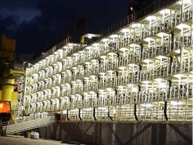 Brasil retoma exportações de animais vivos para a Jordânia