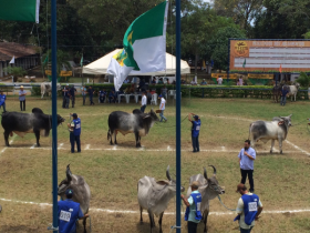 Festa do Boi é ponto de encontro do Guzerá