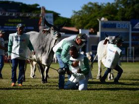 Grandes campeões da 88ª ExpoZebu são anunciados no Parque Fernando Costa