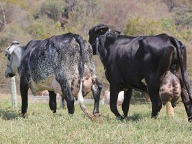 Acordo Nacional do Controle Leiteiro entre ABCZ, ABCBRH e Girolando será assinado durante a ExpoLeite