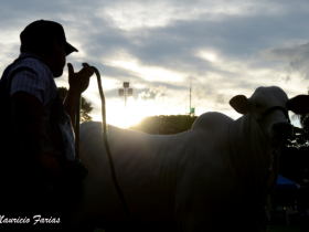 Expoinel 2016, maior evento da raça Nelore supera expectativas