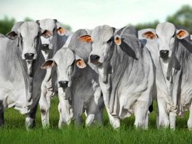 Genética de excelência será destaque no 1º Leilão Nelore Tocantins durante a 50ª Expo Gurupi