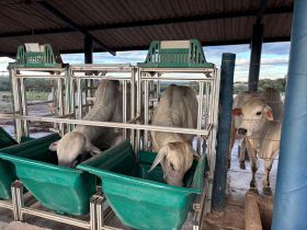 Touros do PNAT 2025 começam a chegar à Fazenda Escola da Fazu