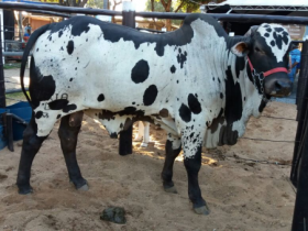 Pró-Genética chancela leilão de touros e matrizes PMGZ em Governador Valadares, MG