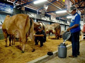 78ª ExpoZebu: Inscrições para Concurso Leiteiro tem início nesta quinta-feira