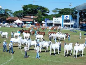 ABCZ recebe inscrições de animais para 78ª ExpoZebu 