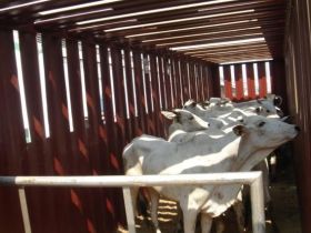 Pecuária brasileira pode ser prejudicada com taxação de exportação de animais vivos 