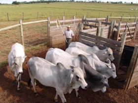 Inscrições abertas para cursos de Manejo de Baixo Custo e Casqueamento