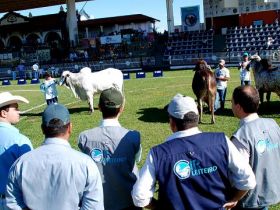 ABCZ e ABCGIl definem novas normas para atuação de jurados