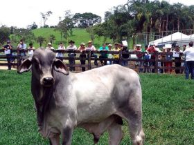 Simpósio sobre Melhoramento Animal terá curso do PMGZ