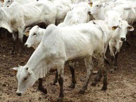 Uso de receptoras zebuínas será um dos temas de Dia de Campo do PMGZ