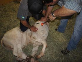 ABCZ registra primeiro clone da raça Brahman 