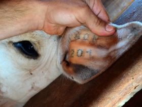 Coleta de amostras para formação de Banco de DNA terá início em maio