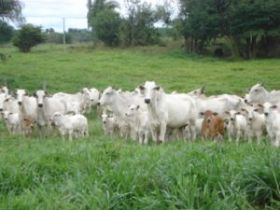 1 MILHÃO para o PMGZ 