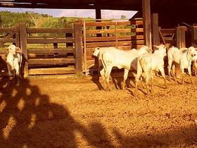 Cresce demanda por registro de receptoras CCG