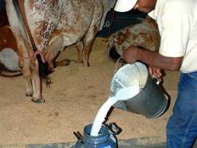 Análise qualitativa do leite será tema de reunião entre pesquisadores e produtores na ExpoZebu 2012