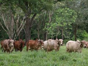 Tecnologias de produção sustentável serão apresentadas na ExpoZebu 2012