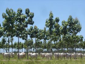 Estância Anna Sophia e PMGZ se unem em Dia de Campo no Mato Grosso