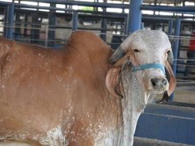 ExpoZebu 2012 começa a receber animais inscritos 