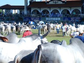 ExpoZebu será sala de aula para acadêmicos da FAZU 