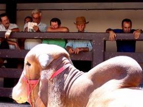 Emater-MG participa da Expozebu e apresenta trabalho de Integração, Lavoura, Pecuária e Floresta