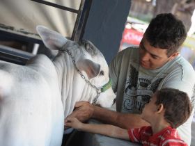 Público prestigia primeiro dia da 78ª ExpoZebu