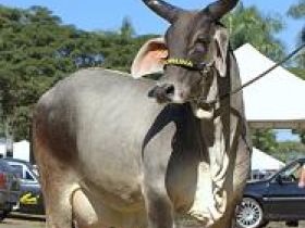 Raça guzerá abre as competições da 78ª ExpoZebu 