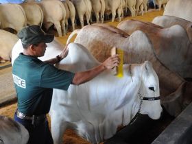 Ourofino promoverá capacitação de tratadores na ExpoZebu