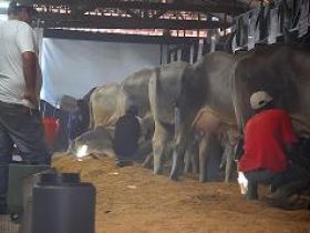 Começa Concurso Leiteiro da raça guzerá 